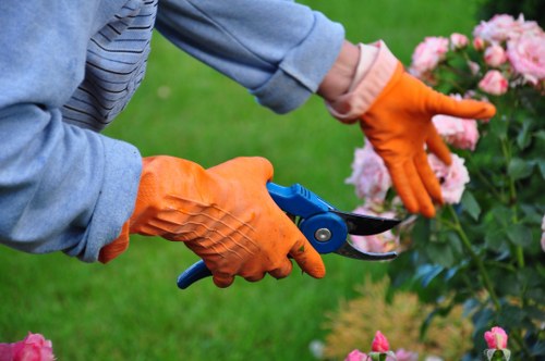 A gardener wearing blue denim sleeves and bright orange gardening gloves is trimming a vibrant pink flowering shrub in a well-maintained garden. The gardener is using a pair of sharp pruning shears, which are visible in their right hand, to carefully shape the bush, ensuring healthy growth and tidy appearance. The shrub is situated in a lush, green grassy area with a neatly cut lawn in the foreground. In the background, there are additional plants and possibly trees, contributing to a landscaped outdoor space typical of residential gardens in Morden, south-west London. The scene is lit with natural daylight, suggesting clear weather and favorable conditions for outdoor gardening work. The focus on precise trimming activities highlights professional gardening care, aligning with services provided by companies such as Hedge Trimming Morden, which specializes in garden maintenance and hedge management for local clients.